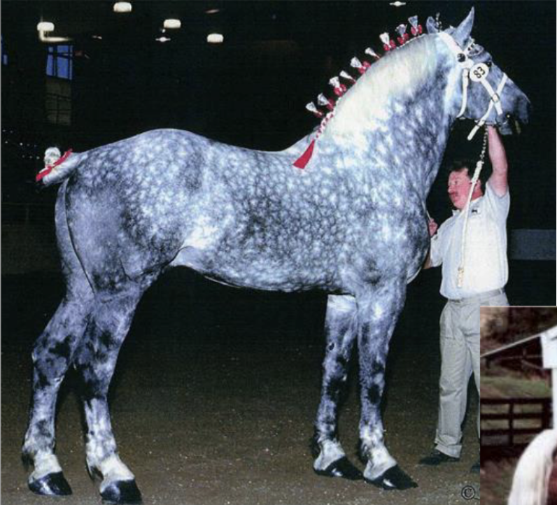 <p>What is a network of darker areas imposed over lighter areas </p>