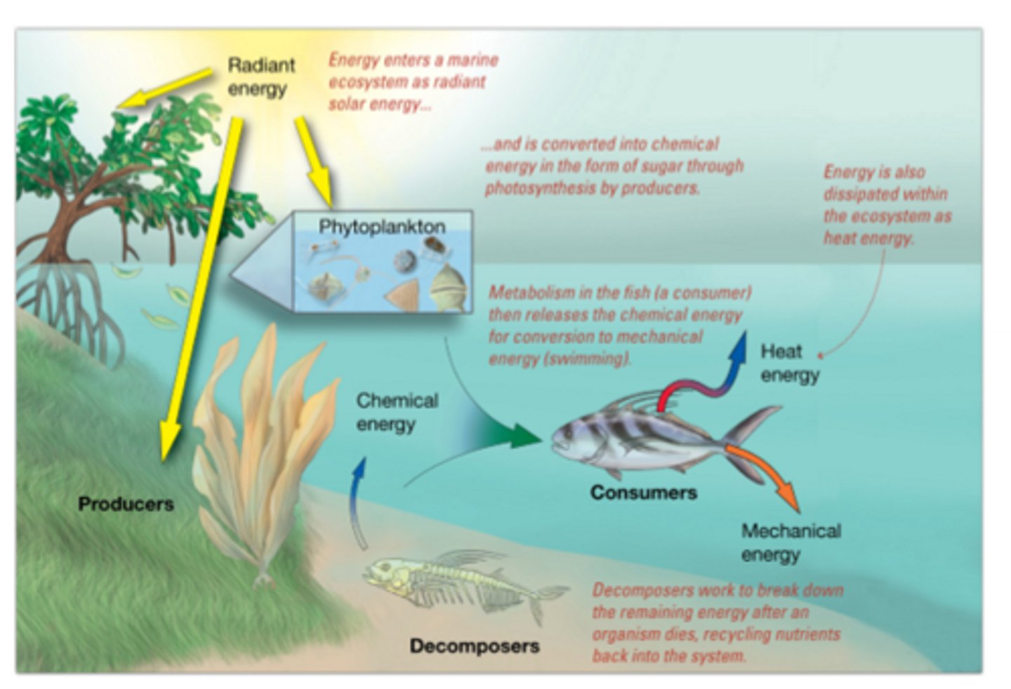 <p>- Energy flow in photosyntehtic ecosystems is unidirectional, NOT cyclic</p><p>- Producers convert solar radiaiton into chemical energy, which is then transfered and used by the entire ecosystem (when consumed by heterotrophs)</p><p>- Solar energy --> chemical energy --> up through food chain</p><p>- Heterotrophs fall into two categories: consumers and decomposers</p><p>- Consumersw: eat other live organisms, includes herbivores, canrivores, omnicores, bacteriovores</p><p>- Decomposere: eat dead/decaying organisms (detritus)</p>