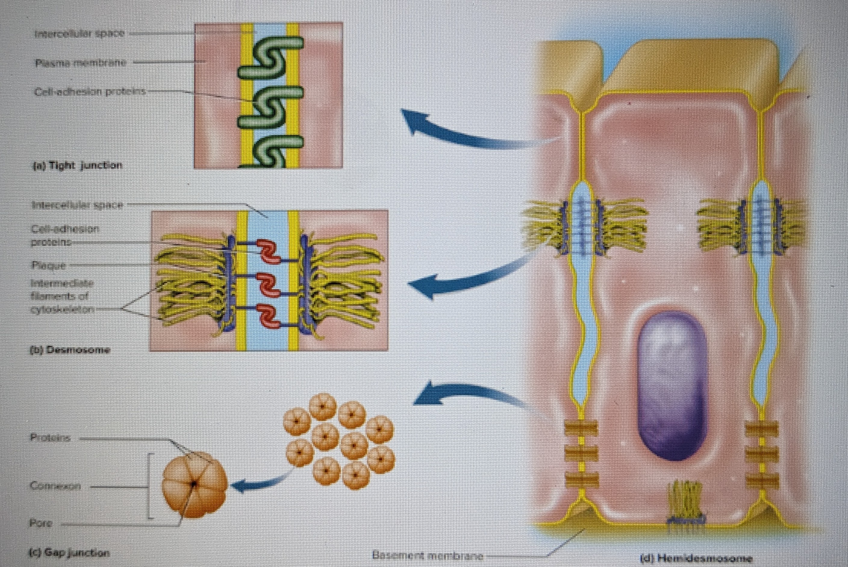 connections between two cells; most cells are anchored to each other or their matrix; cells communicate with each other, resist mechanical stress, and control what moves through the gaps

* chemical communication, release hormones into extracellular matrix, then picked up, physical connection 