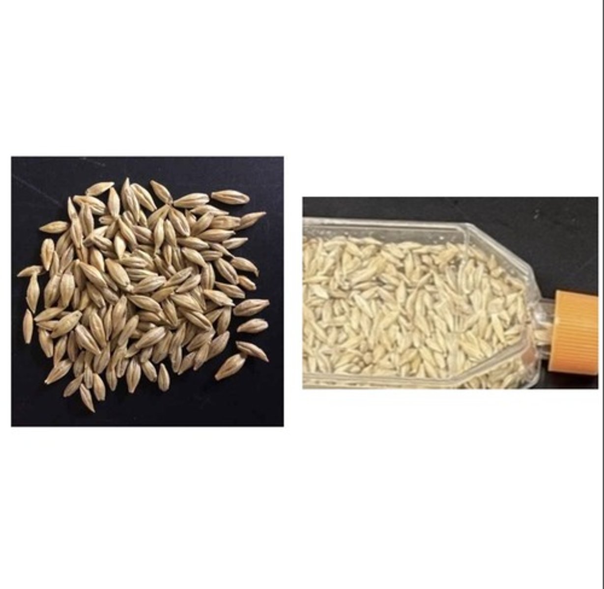 <p>Energy Feed</p>