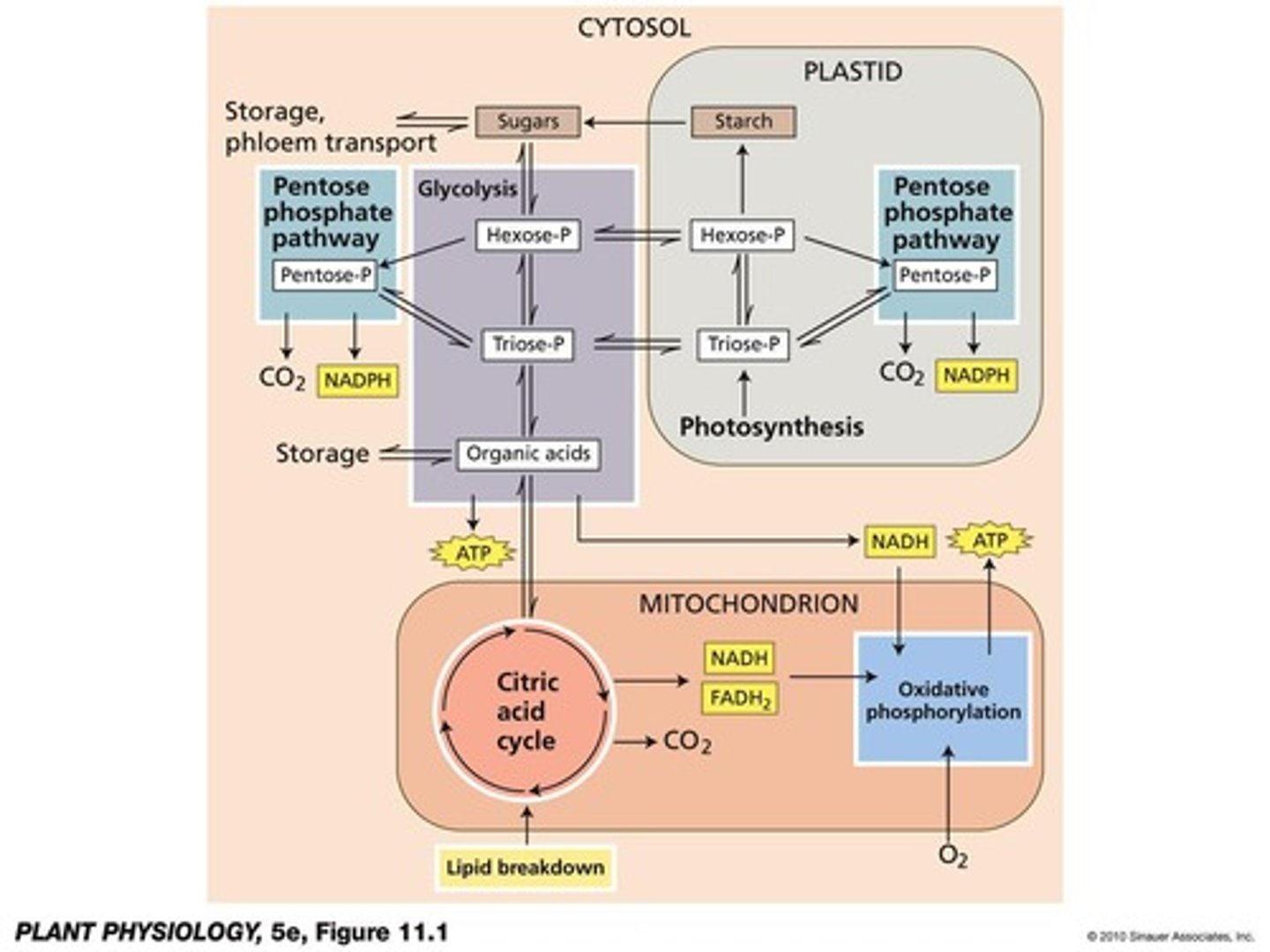 <p>The controlled oxidation of reduced biological compounds, releasing energy stored as ATP.</p>