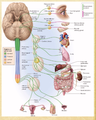 <p>distal colon, rectum, urinary bladder, reproducing organs</p>