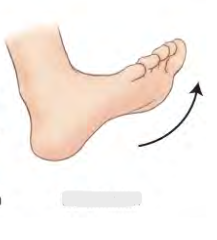 <p>Movement term for foot</p>