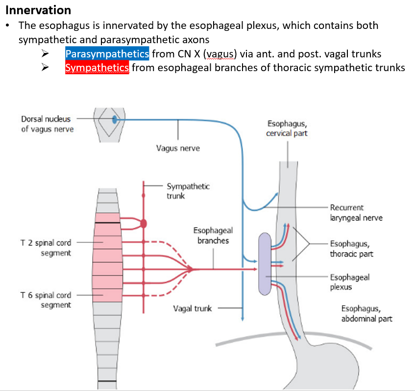 <p><strong>Parasympathetic innervation</strong> from the <strong>vagus nerve (CN X)</strong>.</p><p><strong>Sympathetic innervation</strong> from the esophageal branches of <strong>thoracic sympathetic trunks</strong>.</p>