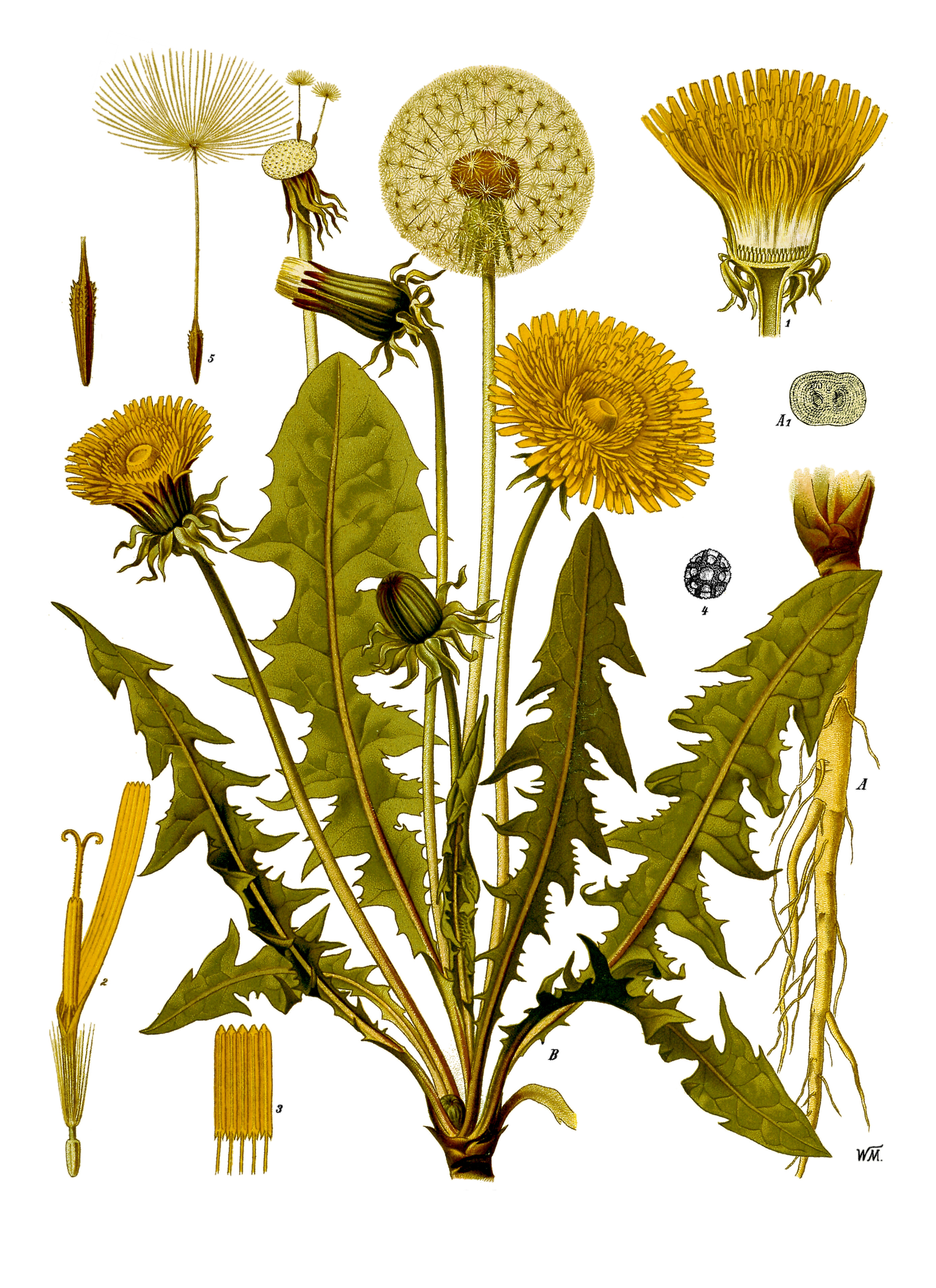 <p>Dandelion - <em>Taraxacum officinale</em></p>