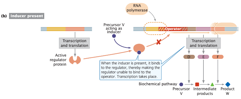 <p><strong>Repressor Activity</strong><br>āRepressor is active in the absence of a co-factor<br>āBinds to the operator and prevents transcription of structural genes</p><p><strong>Inducer Function</strong><br>āA small molecule called an inducer binds to the repressor and inactivates it<br>āRepressor can no longer bind to DNA<br>āRNA polymerase can activate transcription<br>āWhen the inducer is present, it binds to the regulator, making the regulator unable to bind to the operator<br>āTranscription takes place</p><p><strong>General Notes</strong><br>āNegative means the regulator protein is an inhibitor or repressor<br>āInducible means something inactivates the repressor, which then induces transcription<br>āUsually involved in the degradation or metabolism of molecules</p>