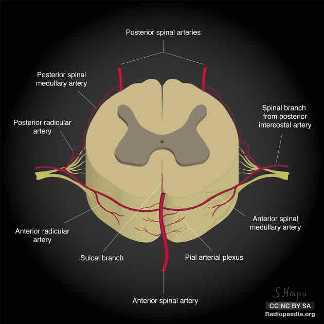 <p>bruzdy boczne tylne (posterior lateral sulcus)</p>