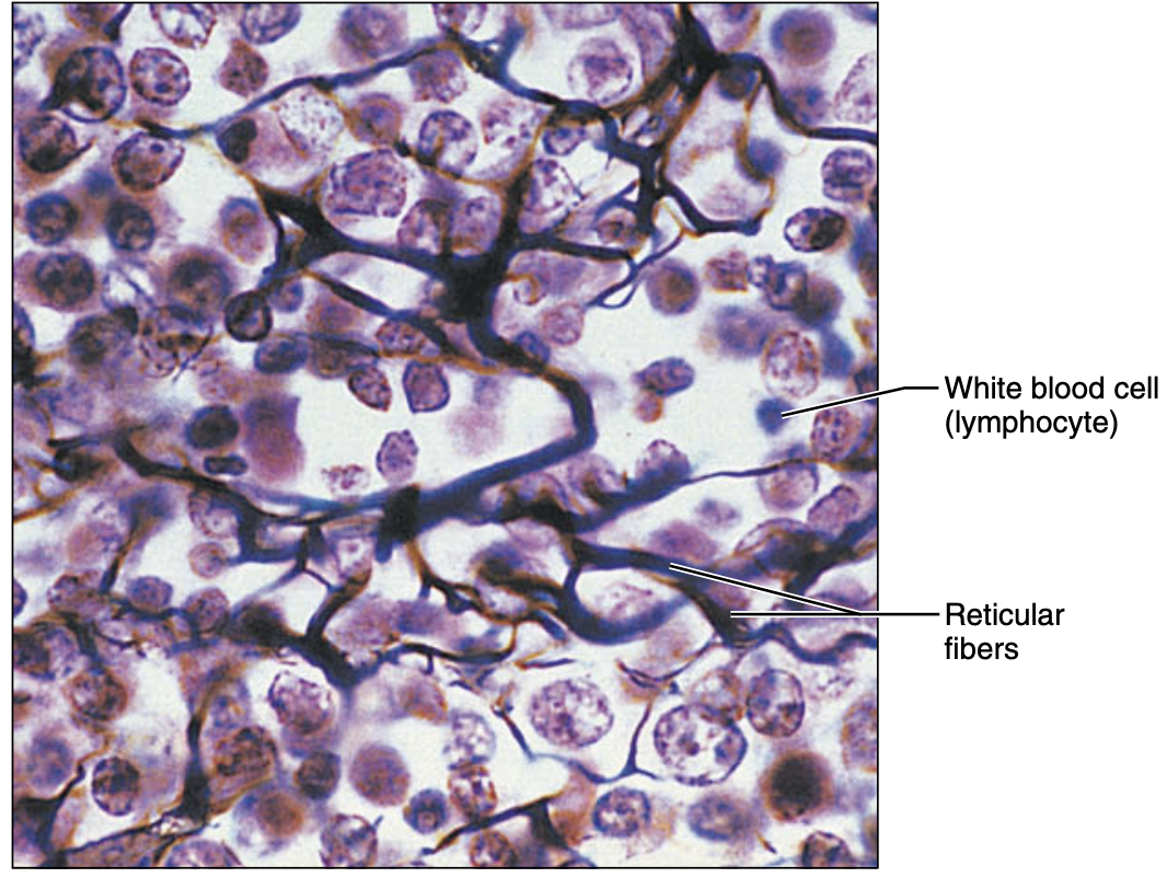 <p>loose connective tissue ,reticular </p>