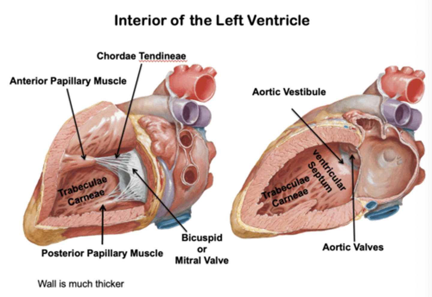 <p>- Walls 2-3 times thicker than right ventricle</p><p>- Covered with mesh of trabeculae (finer and more numerous)</p><p>- Larger conical cavity than right ventricle</p><p>- Anterior and posterior papillary muscles: more developed than in right ventricle</p><p>- Tendinous cords and papillary muscles attach to the anterior and posterior cusps</p><p>-Aortic vestibule</p><p>-Mitral valve</p><p>-Aortic orifice</p><p>-Aortic valve</p>