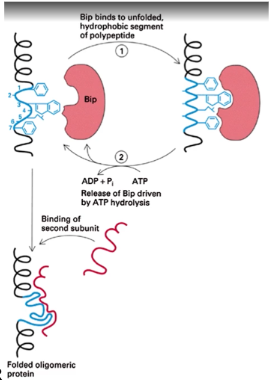 <p>it repeatedly binds and releases exposed hydrophobic domains until they can form proper interactions. Also thought to bind unfolded, aggregated or misassembled proteins to prevent them from leaving the ER</p>