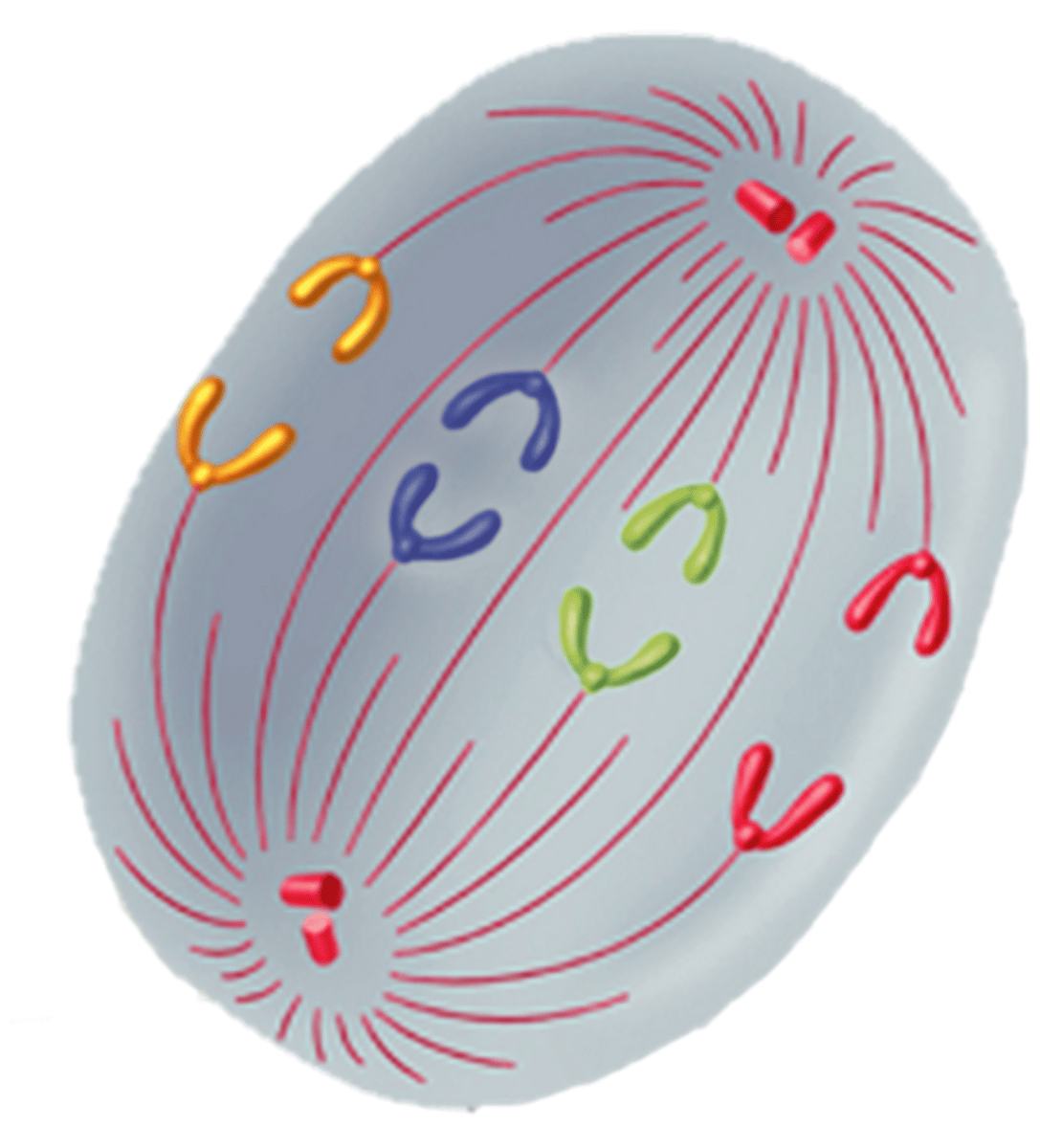 <p>The third phase of mitosis; sister chromatids separate into individual chromosomes; the chromosomes continue to move until they have separated into two groups</p>