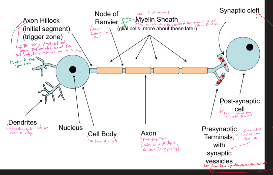 knowt flashcard image