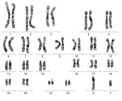 <p>Photos and diagrams where chromosomes of an organism are shows in homologous pairs of decreasing length</p>