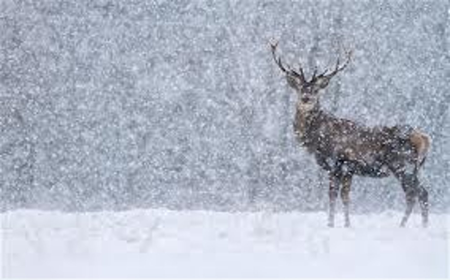 <p>to snow</p>