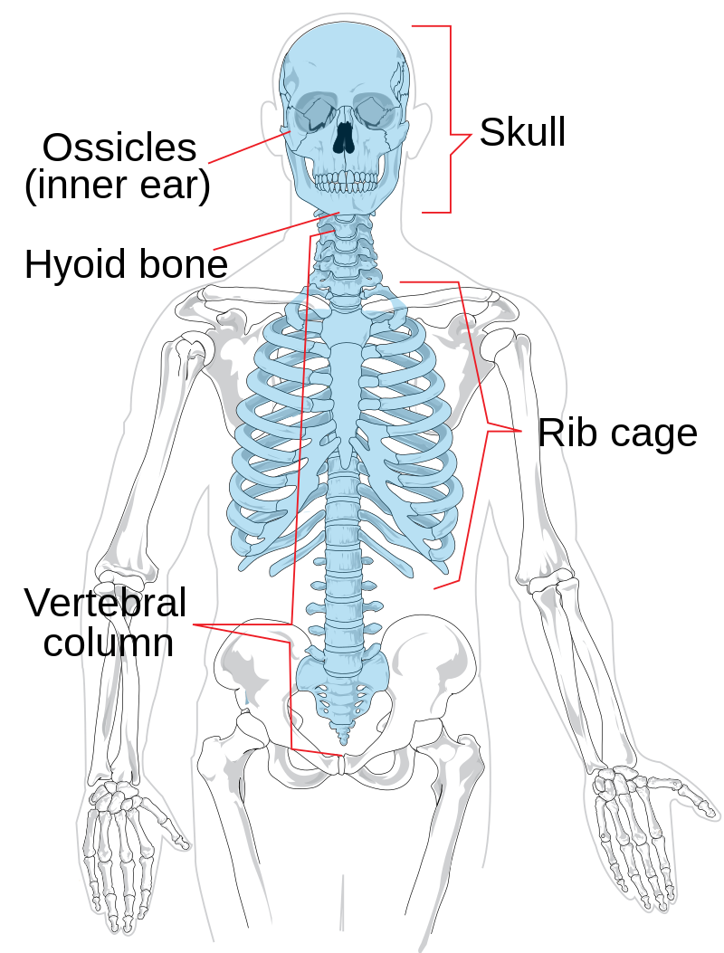 Portion of the skeletal system that consists of the skull, rib cage, and vertebral column