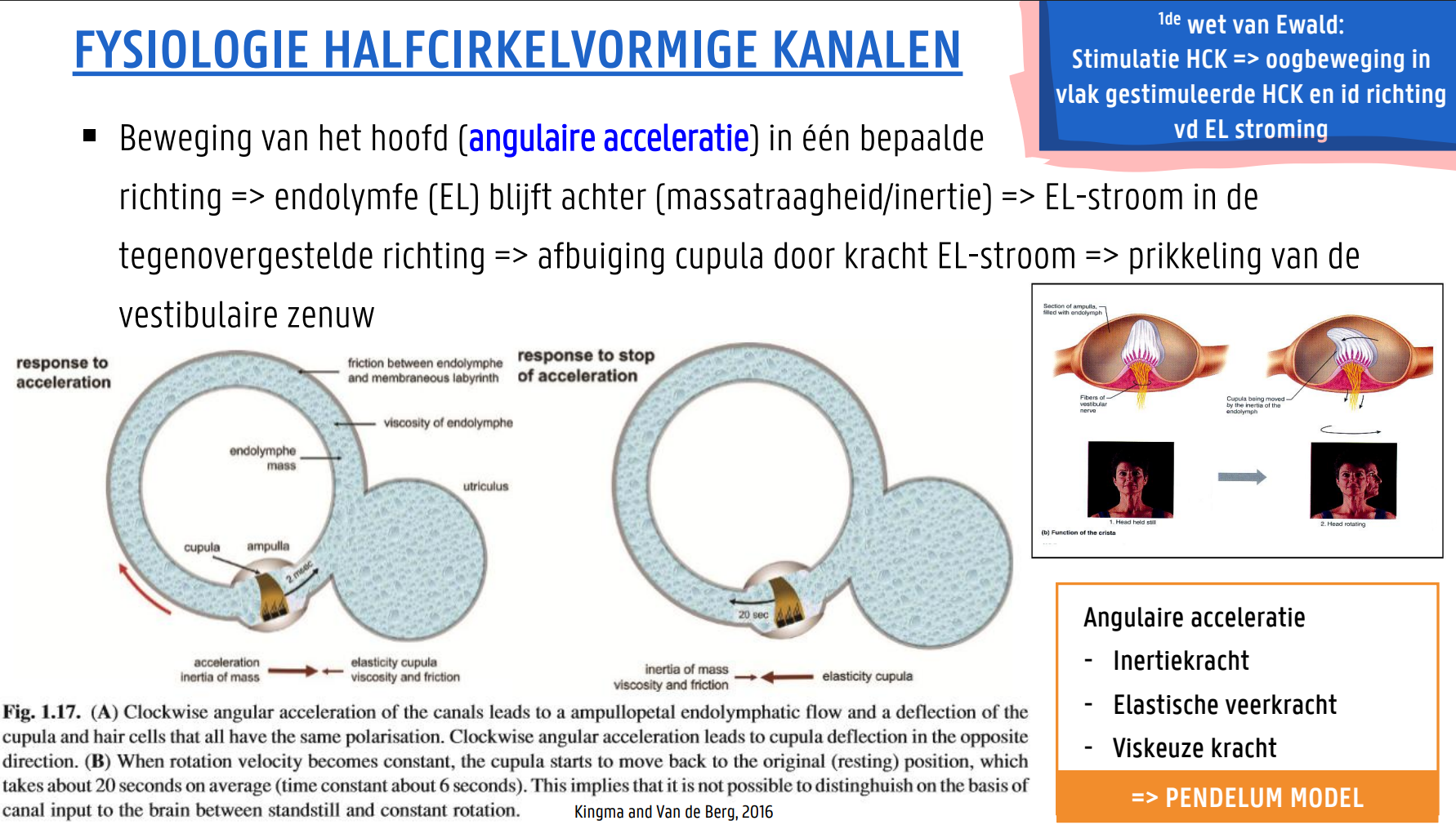<p>Beweging van het hoofd (angulaire acceleratie) in één bepaalde richting =&gt; endolymfe(EL) blijft achter (massatraagheid/inertie) =&gt; EL-stroom in de tegenovergestelde richting =&gt; afbuiging cupula door kracht EL-stroom =&gt; prikkeling van de vestibulaire zenuw</p><p></p><p>1e wet van Ewald: Stimulatie HCK =&gt; oogbeweging in vlak gestimuleerde HCK en in de richting van de EL-stroming</p>