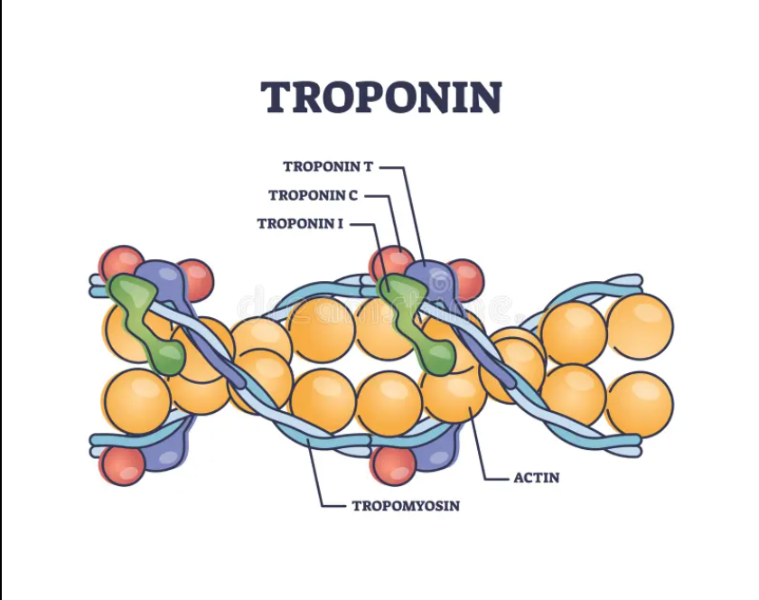 <p>Tnt: Binds to tropomyosin; essentially the bridge between the troponin tropomyosin complex (its in the last letter, tnT for Tropomyosin!)</p><p>Tni: Inhibitor of myosin actin interactions.</p><p>TnC: binds to calcium to introduce structural change to Tni (its in the last letter, tnC for calcium!) </p>