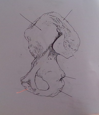 <p>What is the highlighted region?</p>