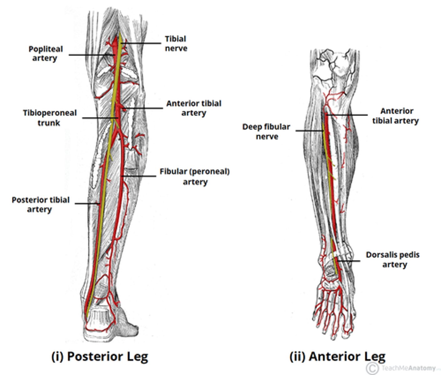 <p>The artery just behind the medial malleolus; supplies blood to the foot.</p>