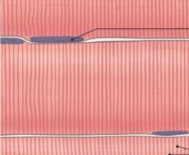 <p>what is this tissue</p>