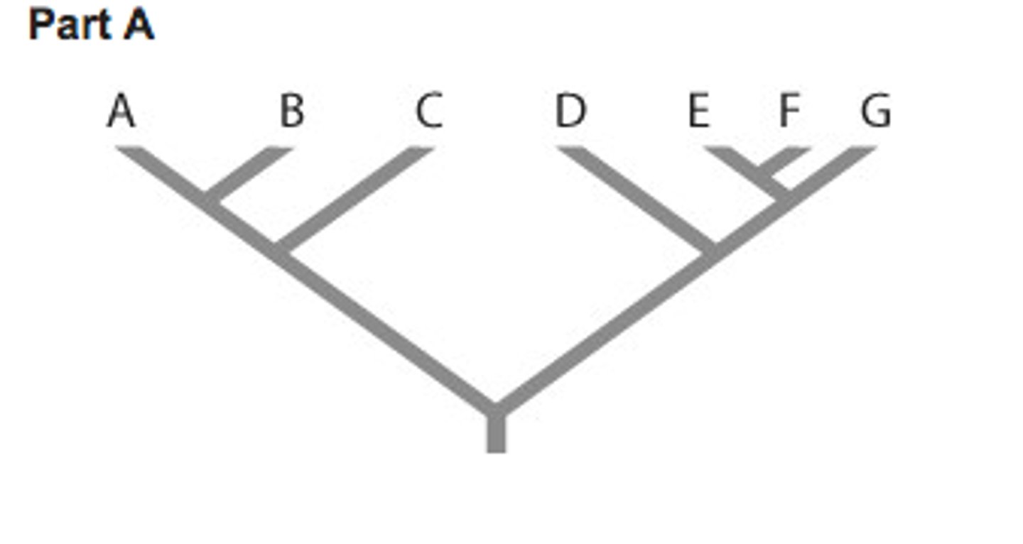 <p>D, E, F, and G</p>