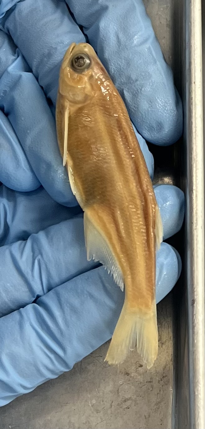 <p>Big eye compared to head size</p><p>Skinny</p><p>Anchovies-like Mouth</p><p>Teeth on tongue</p>