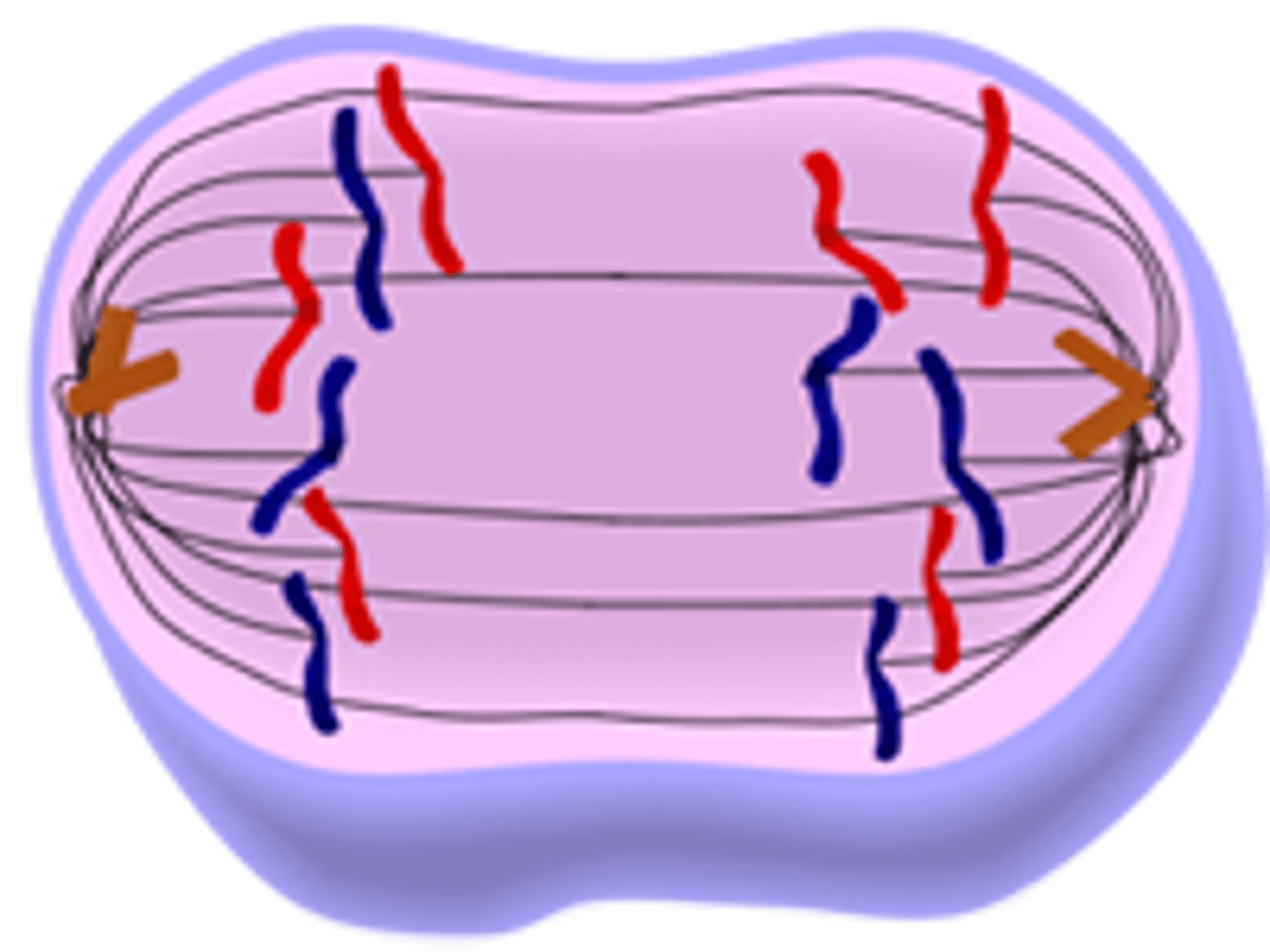 <p>The chromosomes split apart and the two sets of sister chromatids (daughter chromosomes) move to opposite ends of the cell.</p>