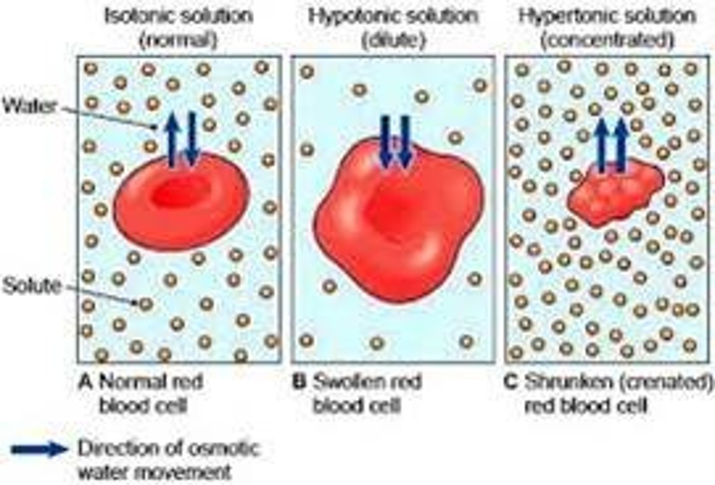<p>Hypotonic - solution with lower [solute] than cell / cell burst (lysed)</p><p>Isotonic - solution with same [solute] as cell / cell stays normal</p><p>Hypertonic - solution with greater [solute] than cell / cell shrivels</p>