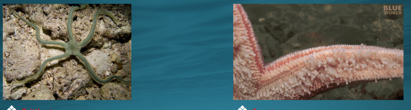 <p>Phylum Echinodermata:<strong> Subphylum Asterozoa</strong></p><img src="https://knowt-user-attachments.s3.amazonaws.com/15995222-8a52-4a2f-aff9-3e9bd72e06c8.png" data-width="100%" data-align="center" alt="knowt flashcard image"><p></p>