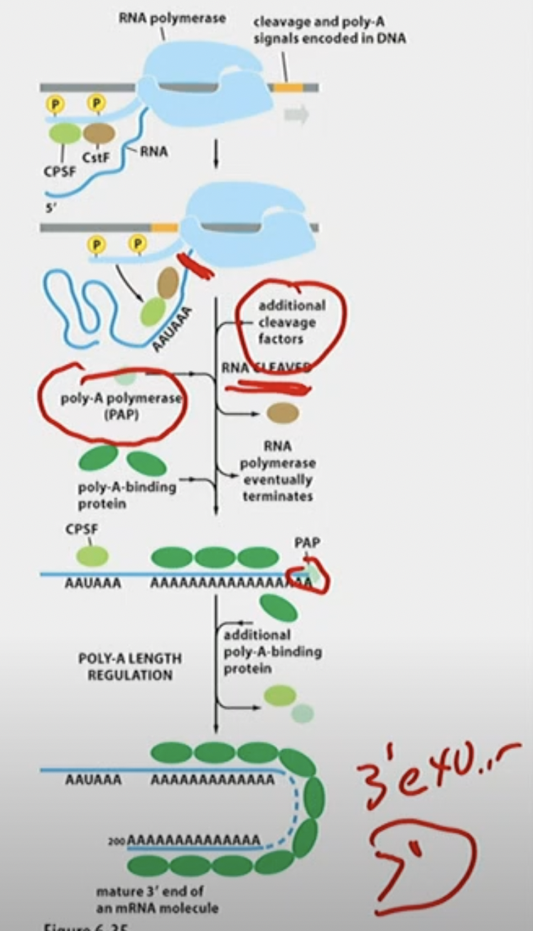 CPSF (Cleavage (meaning cuts RNA) and Polyadenylation specificity factor) and CstF (Cleavage Stimulation Factor)

poly-A signals (Ts) transcribed to AAUAAA

CPSF and CstF transferred over to RNA

CPSF cleaves RNA CPSF is still binded

poly-A-polymerase (PAP) directly adds (binds) a bunch of A sequences to RNA after AAUAAA, using ATP. CPSF is still binded.

Length is regulated when PAP terminates, poly-A-binding proteins protect 3’ end from 3’ → 5’ exonucleases on mature 3’ end of an mRNA molecule

\
in summary:

\
→ consensus sequences (yellow portion in picture) direct cleavage and polyadenlyation of the 3’ end.

→ 3’ end processing proteins move from CTD to MRNA

→ Cleavage and addition of a poly-A 3’ tail along with Poly A-binding proteins result in the mature mRNA