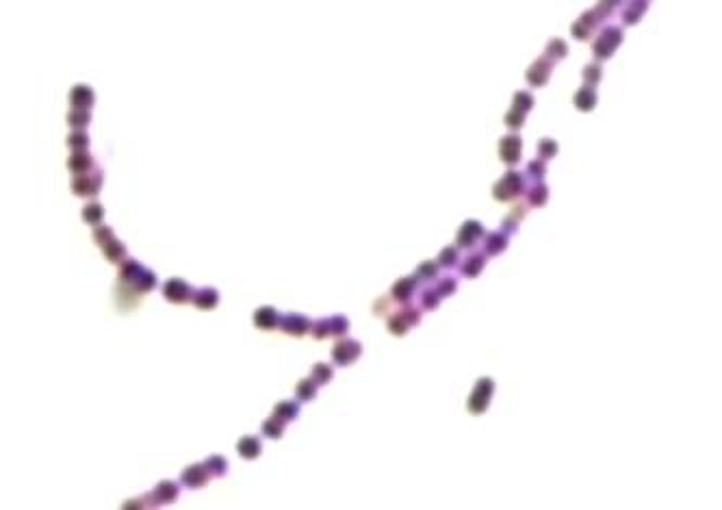 <p>Streptococci</p><p>Divides in one plane and forms long chains of attached cells.</p>