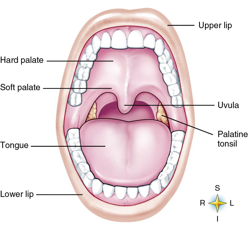 <p>Roof, Floor, Walls</p>