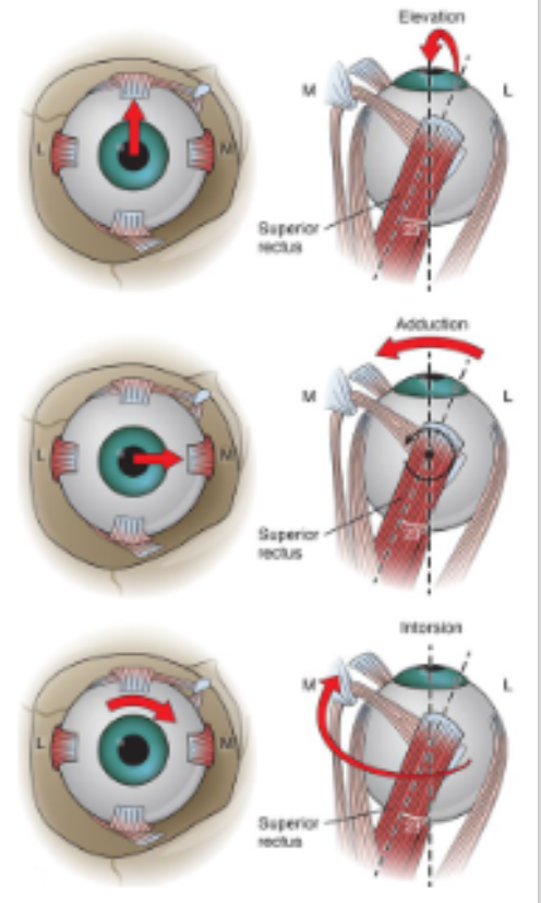 <p>What are the movements from primary position of the superior rectus?</p>