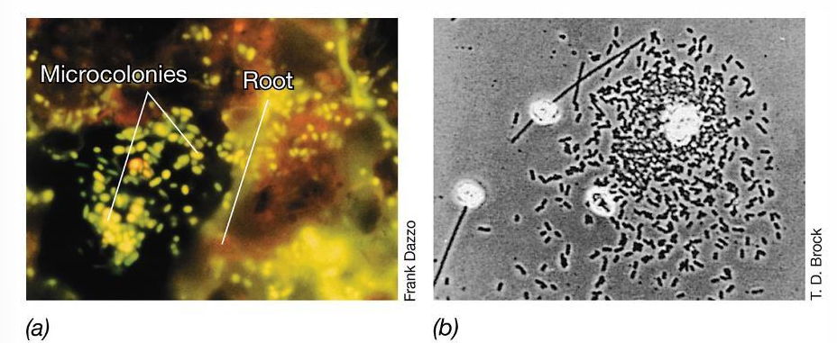 <p>Why are surfaces important microbial habitats?</p>