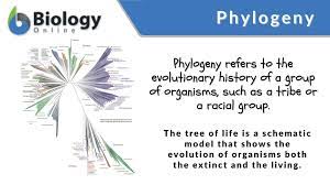 <p><span>How does the behavior relate to another species? What is the evolutionary history?</span></p>