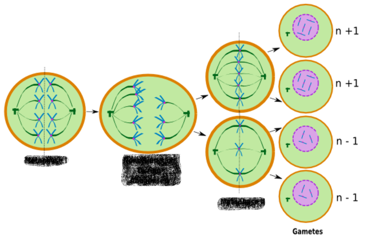 <p>The failure of homologous chromosomes or sister chromatids to separate properly during cell division, leading to an abnormal distribution of chromosomes in the daughter cells.</p><p>can occur in anaphase I or II</p>