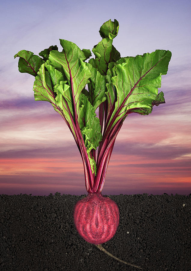 <p>Identify the root structure</p>