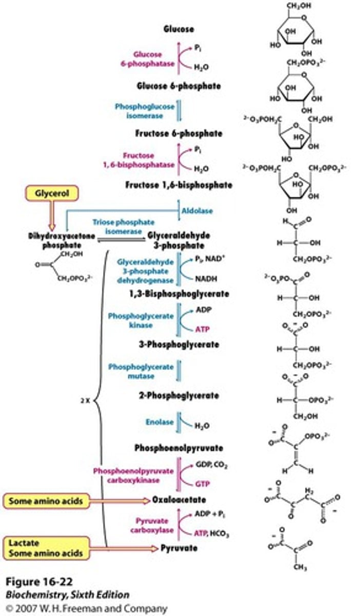 <p>activated by low glucose, high ATP</p><p>requires 6 ATP, 2 NADH to convert pyruvate to glucose</p><p>slightly different from glycolysis because pyruvate kinase is irreversible, so instead pyruvate is converted to OAA, then to PEP</p><p>bypasses acetyl-CoA, which means fatty acids cannot be converted to glucose</p><p>first step by pyruvate carboxylase happens in mitochondria, then transported out to cytosol</p><p>formation of glucose, fructose-6-P, and PEP are irreversible steps that push equilibrium to favor gluconeogenesis</p><p>glycogen- stored in liver, converted to glucose</p>