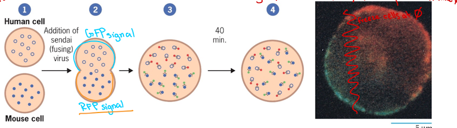 <p>Discovered proteins are mobile within the bilayer</p><ul><li><p>Experimented by fusing human and mouse cell</p></li></ul><p></p>