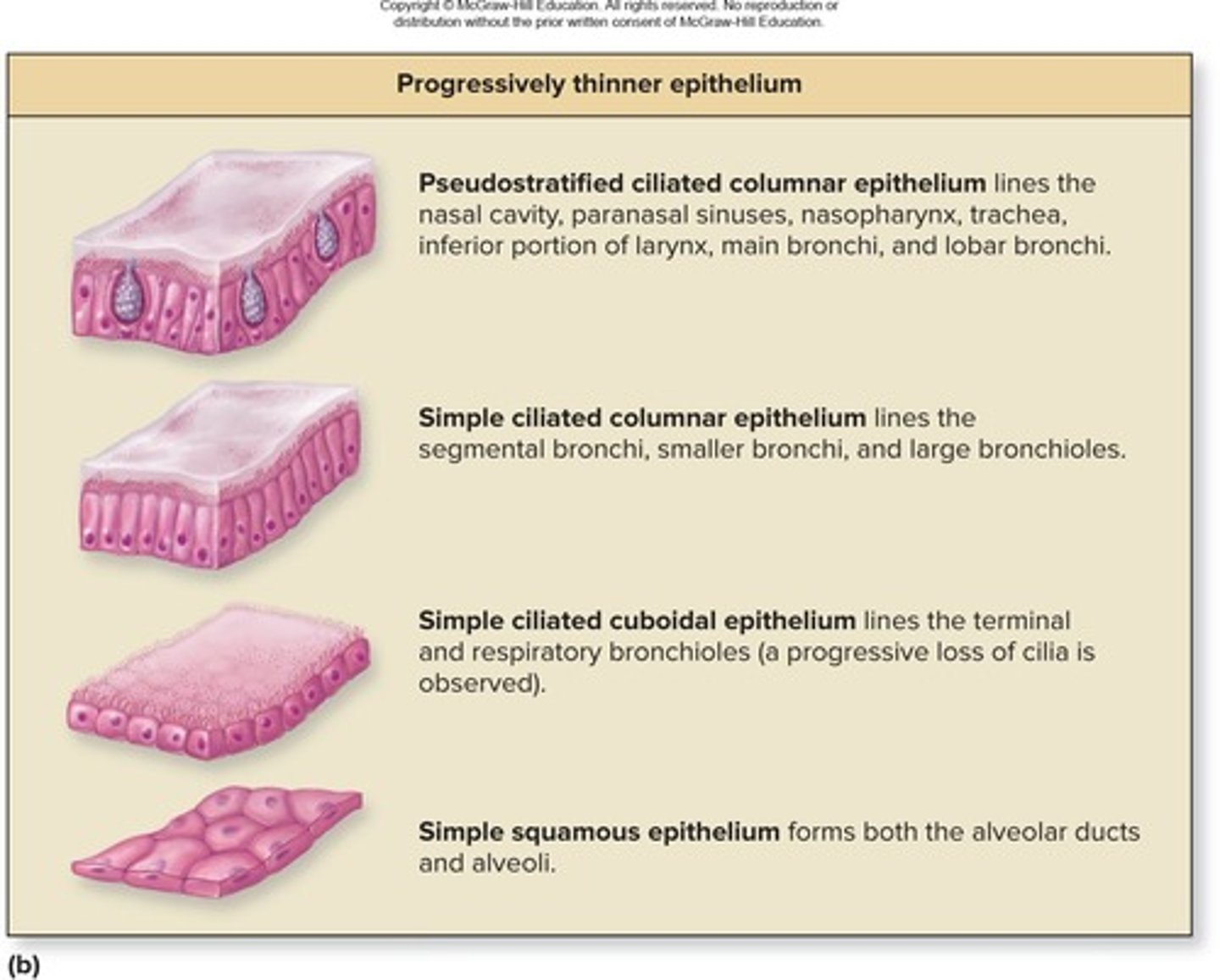 <p>Found in alveoli; facilitates gas exchange.</p>