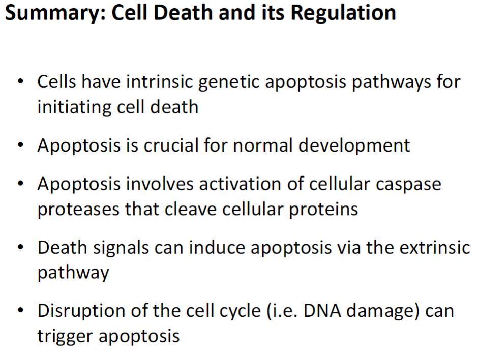 <p><strong>Intrinsic Apoptosis Pathways</strong><br> Genetically programmed pathways that initiate cell death from within the cell<br> Crucial for normal development</p><p><strong>Caspase Activation</strong><br> Cellular caspase proteases cleave cellular proteins to dismantle the cell</p><p><strong>Extrinsic Apoptosis Pathway</strong><br> Death signals from other cells can trigger apoptosis via surface receptors</p><p><strong>Triggers</strong><br> Disruption of the cell cycle, such as DNA damage, can also initiate apoptosis</p>