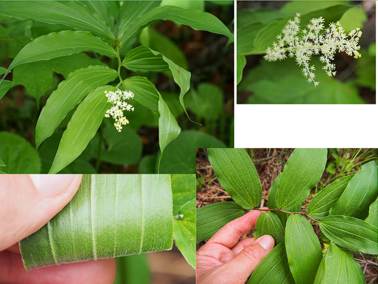 <p>False Solomon’s Seal</p>