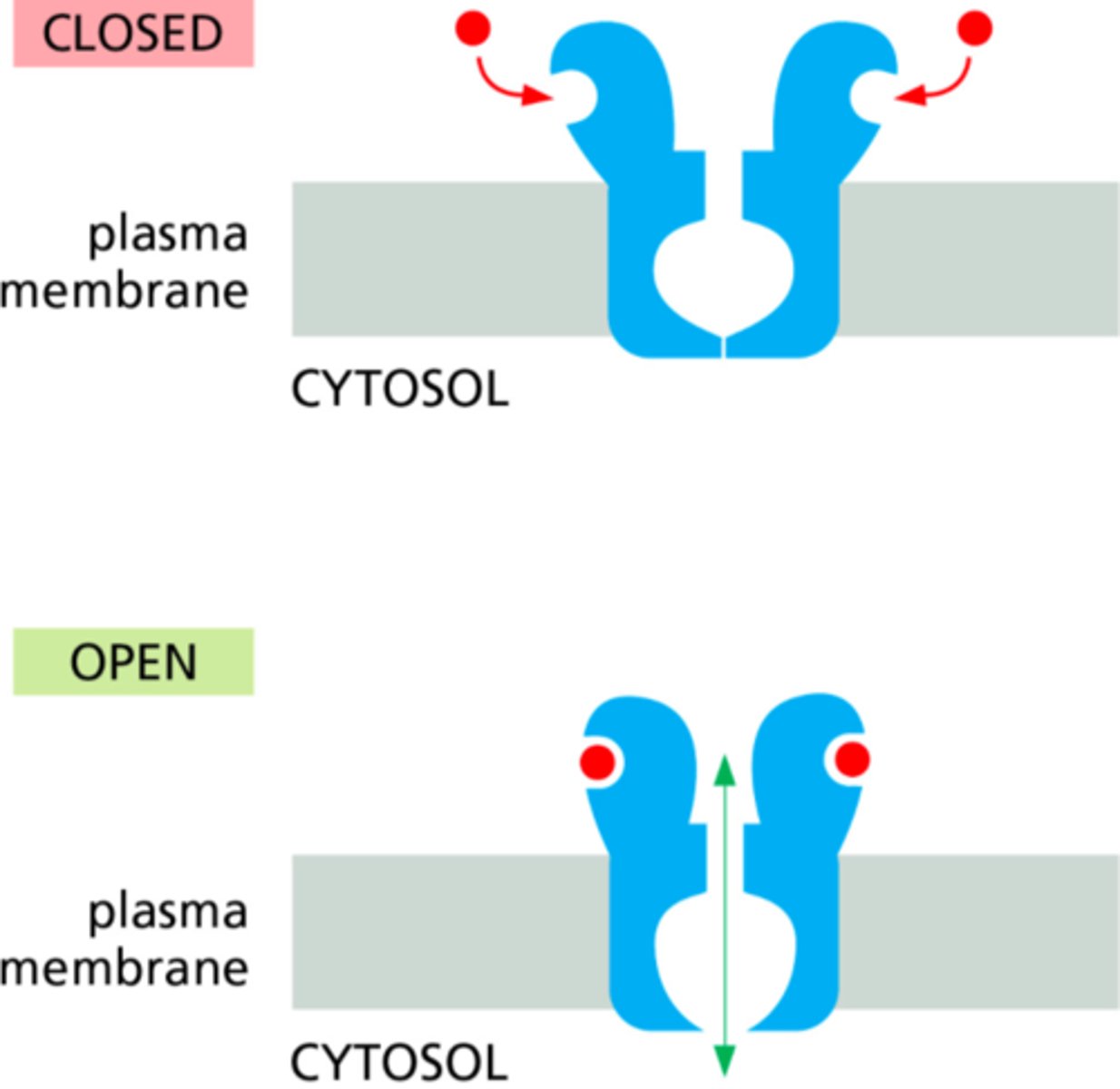 <p>b) ligand-gated</p>