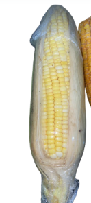<p>What is its physiological maturity and commercial maturity?</p>