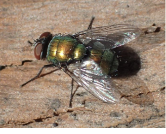 <p>name the order that this insect belongs to </p>