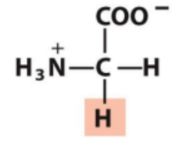 <p>Identify this amino acid</p>