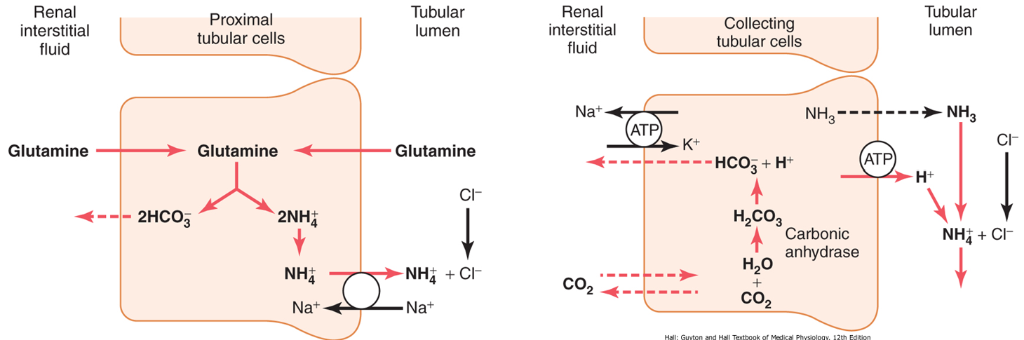 <ul><li><p> H+ is excreted in combination with NH3 as NH4+</p></li><li><p>as H+ is excreted in urine, HCO3- is being added to the blood</p></li></ul><p></p>