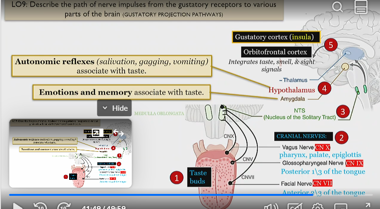 <p>Vagus nerve </p><p>covers pharynx, palate and epiglottis</p>