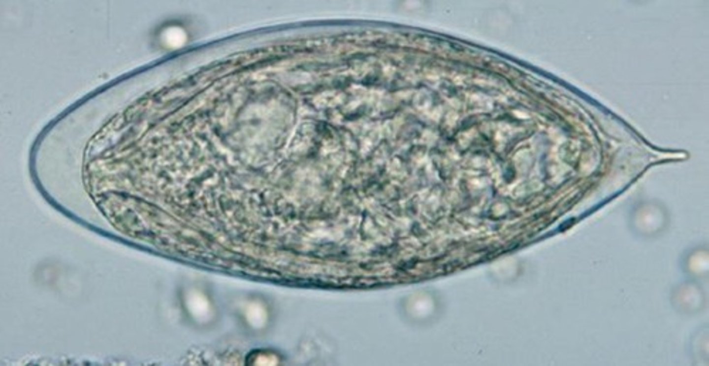 <p>Blood fluke most commonly found in Nile Vally, Mideast and East Africa.</p><p>Live in veins surrounding bladder.</p><p>Approximately 110-170 micrometers by 40-70 micrometers.</p><p>Terminal spine.</p>