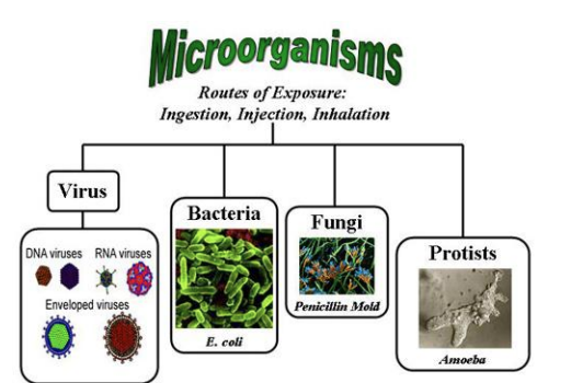 <p><strong><em><u>Virus</u></em></strong>: Norovirus, Hepatitis C Virus, Retrovirus </p><p><strong><em><u>Bacteria</u></em></strong>: E.coli, Salmonella, Cyanobacteria, Staphylococcus</p><p><strong><em><u>Fungi</u></em></strong>: Penicillium, Aspergillus, Stachybotrys, Trichosporon</p><p><strong><em><u>Protists</u></em></strong>: Amoeba, Algae, Dinoflagellate, Ciliate</p>